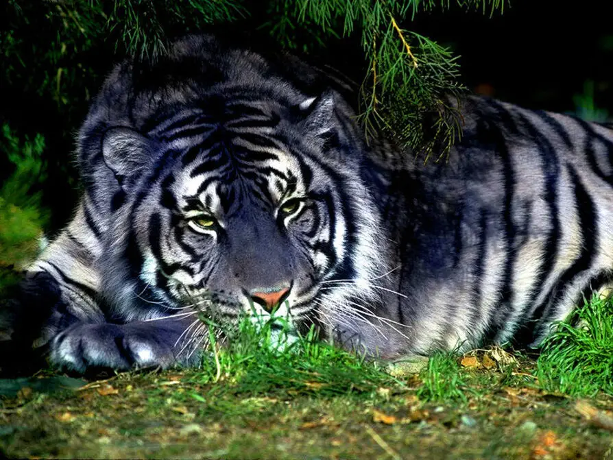 Blue Tiger